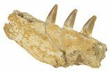 Fossil Mosasaur Jaw Section with Three Teeth - Morocco #270879-4